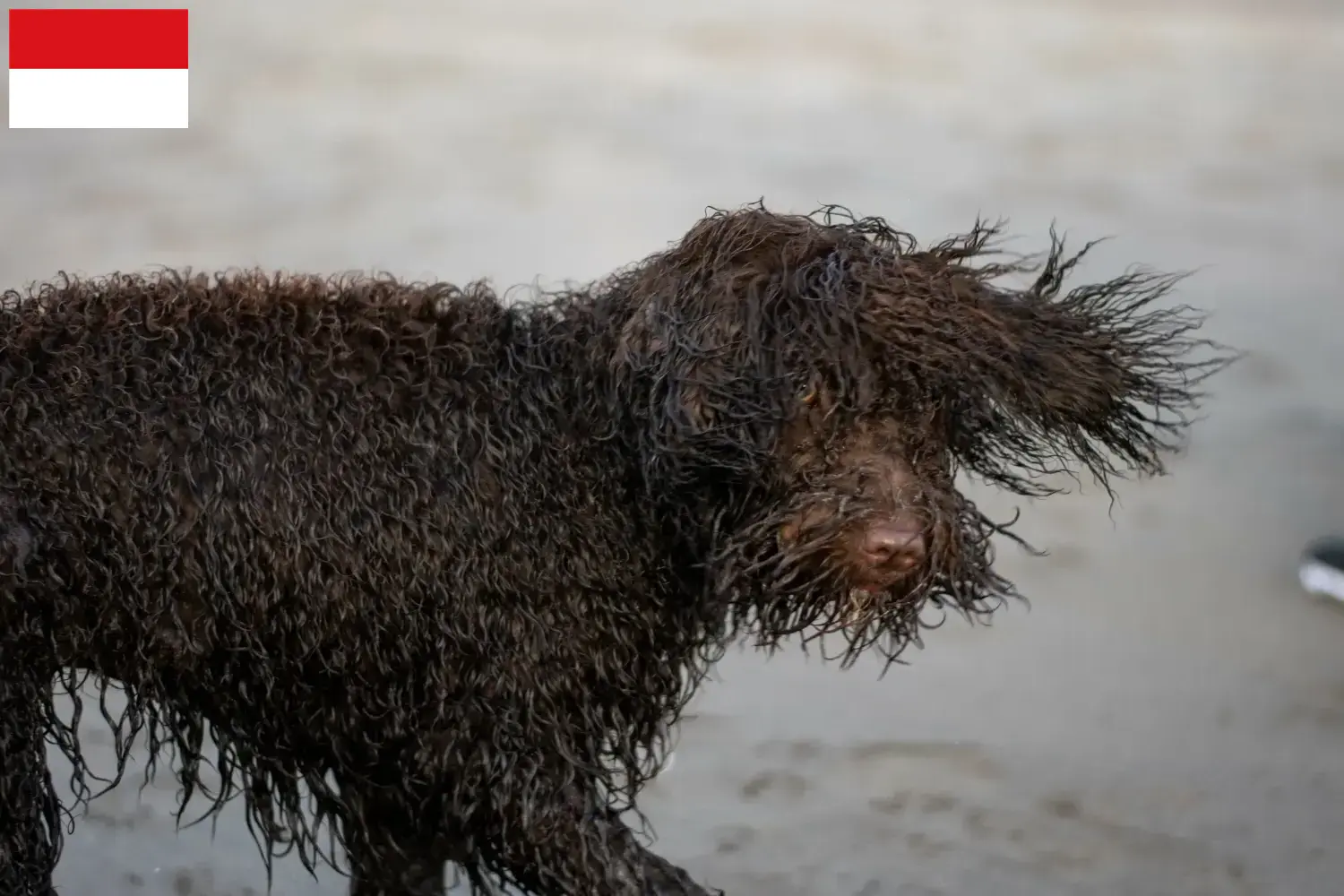 Irish Water Spaniel puppies and breeders Vienna Find here Irish Water Spaniels breeders in Vienna.