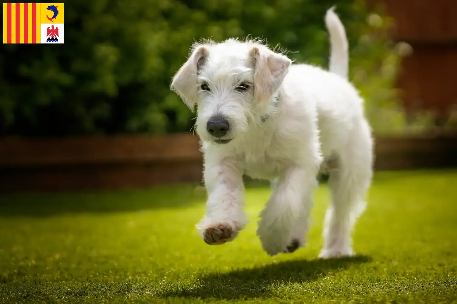 Jackapoo puppies and breeders Provence-Alpes-Côte d'Azur Here you can find Jackapoo breeders in Provence-Alpes-Côte d'Azur.