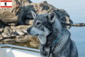 Read more about the article Jämthund breeders and puppies in Berlin