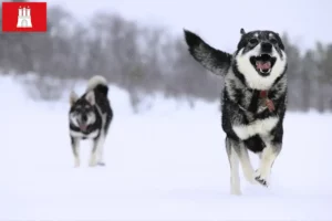 Read more about the article Jämthund breeders and puppies in Hamburg