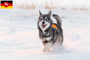Read more about the article Jämthund breeders and puppies in Lower Saxony