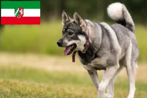 Read more about the article Jämthund breeders and puppies in North Rhine-Westphalia