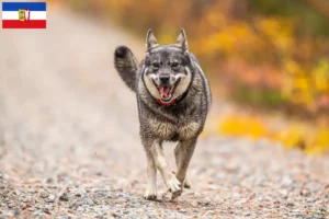 Read more about the article Jämthund breeders and puppies in Schleswig-Holstein