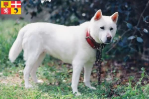 Read more about the article Kishu breeders and puppies in Auvergne-Rhône-Alpes