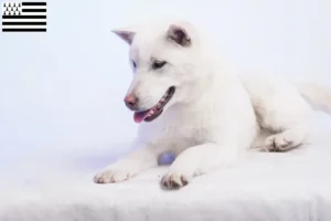 Read more about the article Kishu breeders and puppies in Brittany