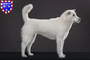 Read more about the article Kishu breeders and puppies in Centre-Val de Loire