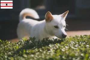 Read more about the article Kishu breeders and puppies in Drenthe