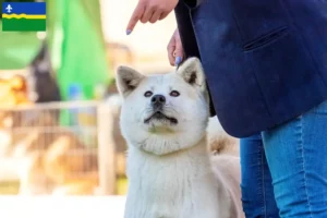Read more about the article Kishu breeders and puppies in Flevoland