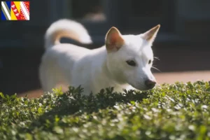Read more about the article Kishu breeders and puppies in Grand Est