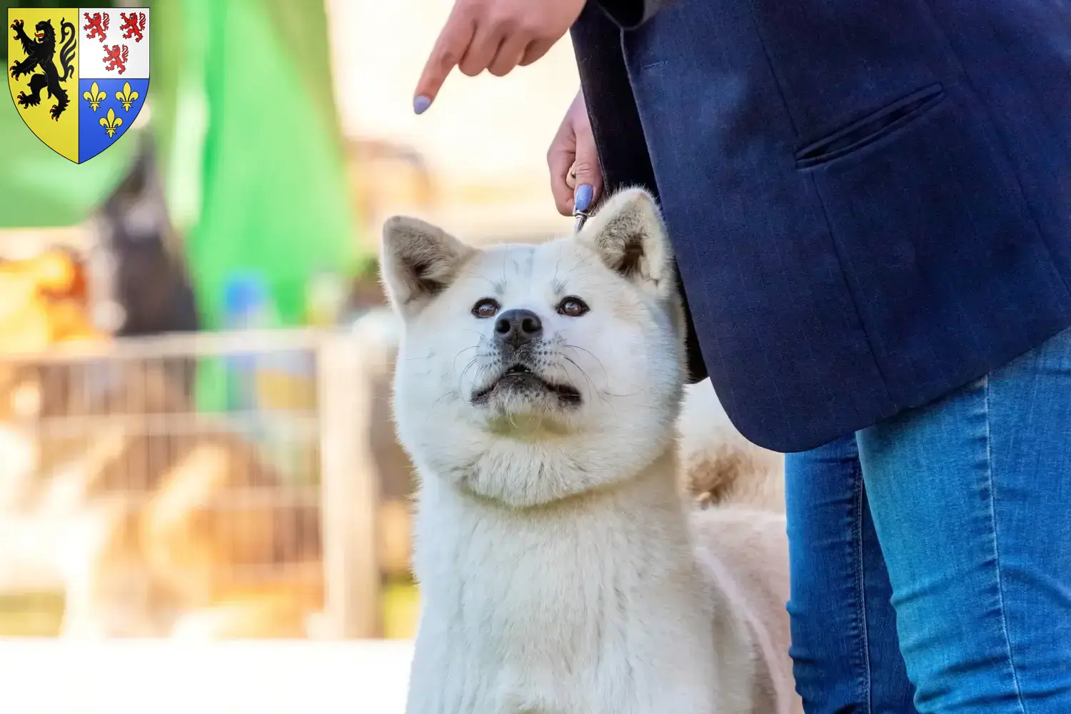 Read more about the article Kishu breeders and puppies in Hauts-de-France