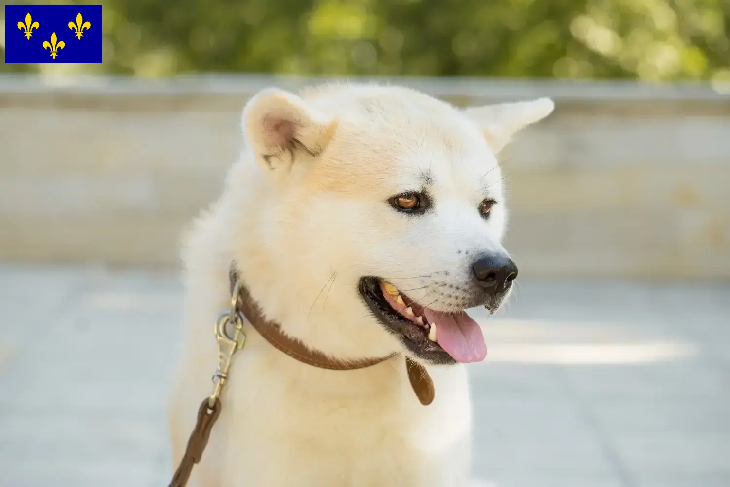 Kishu puppies and breeders Île-de-France Here you can find Kishu breeders in Île-de-France.