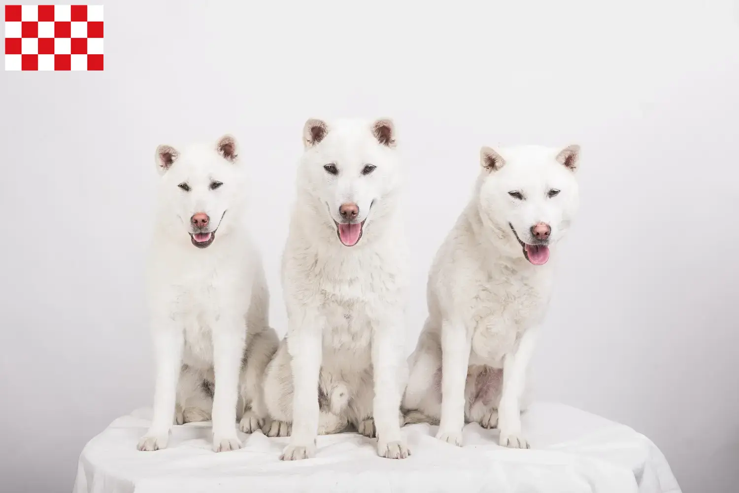 Read more about the article Kishu breeders and puppies in North Brabant
