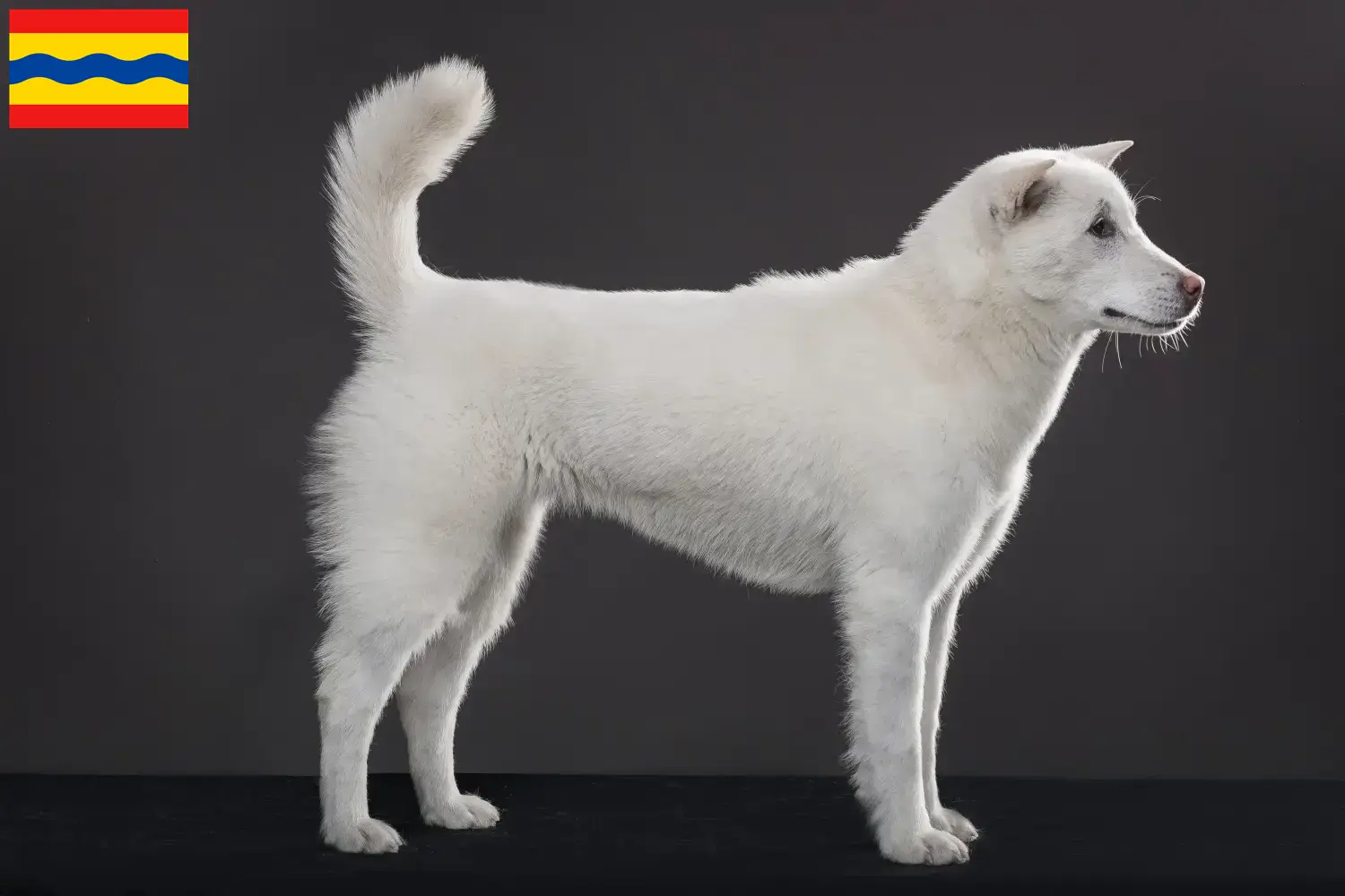 Kishu puppies and breeders Overijssel Here you can find Kishu breeders in Overijssel.