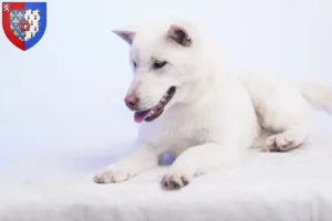 Read more about the article Kishu breeders and puppies in Pays de la Loire