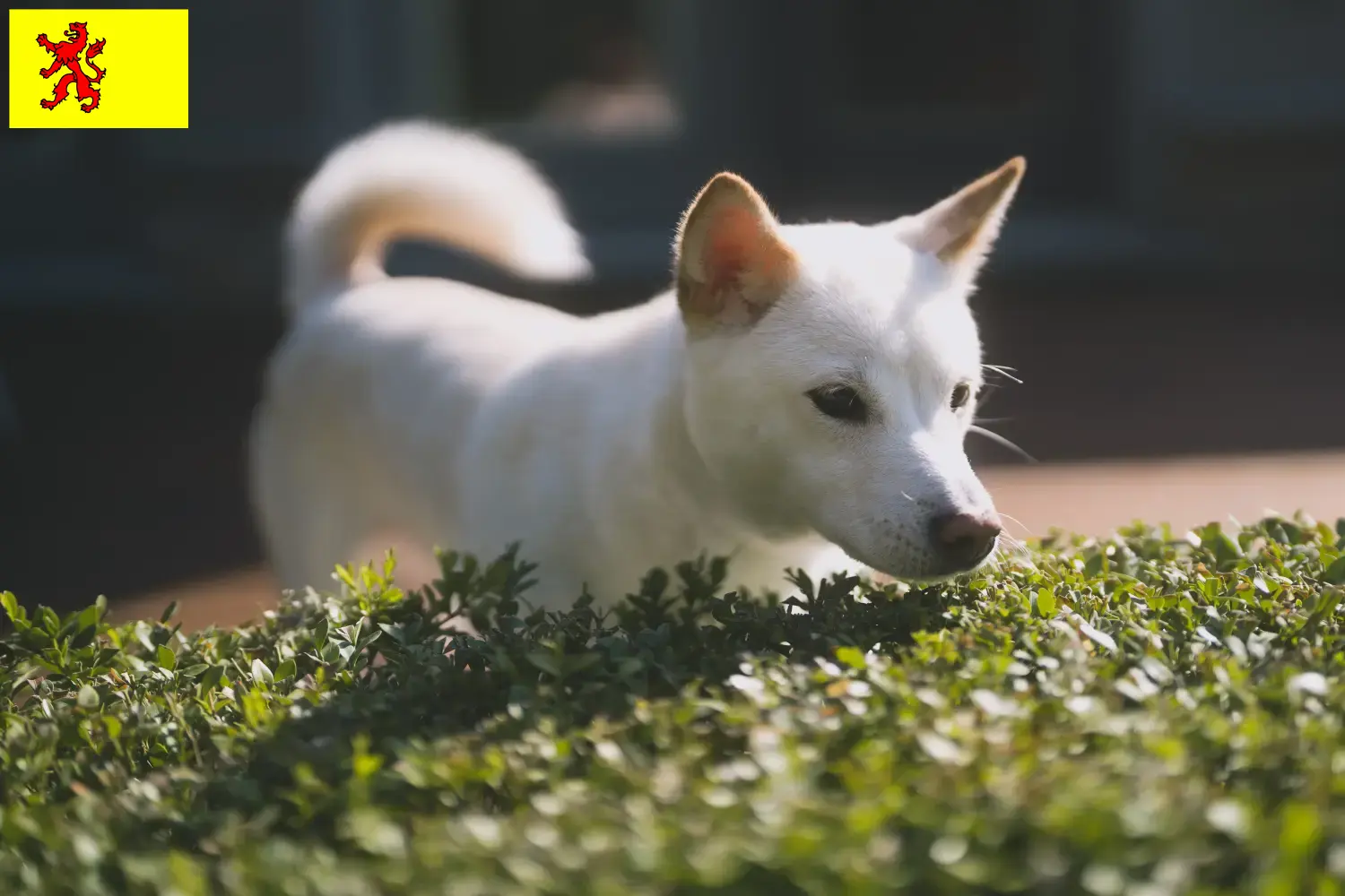 Kishu puppies and breeders South Holland Here you can find Kishu breeders in South Holland.