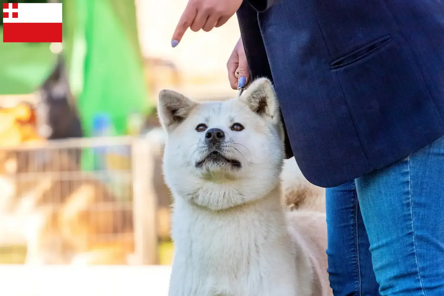 Read more about the article Kishu breeders and puppies in Utrecht