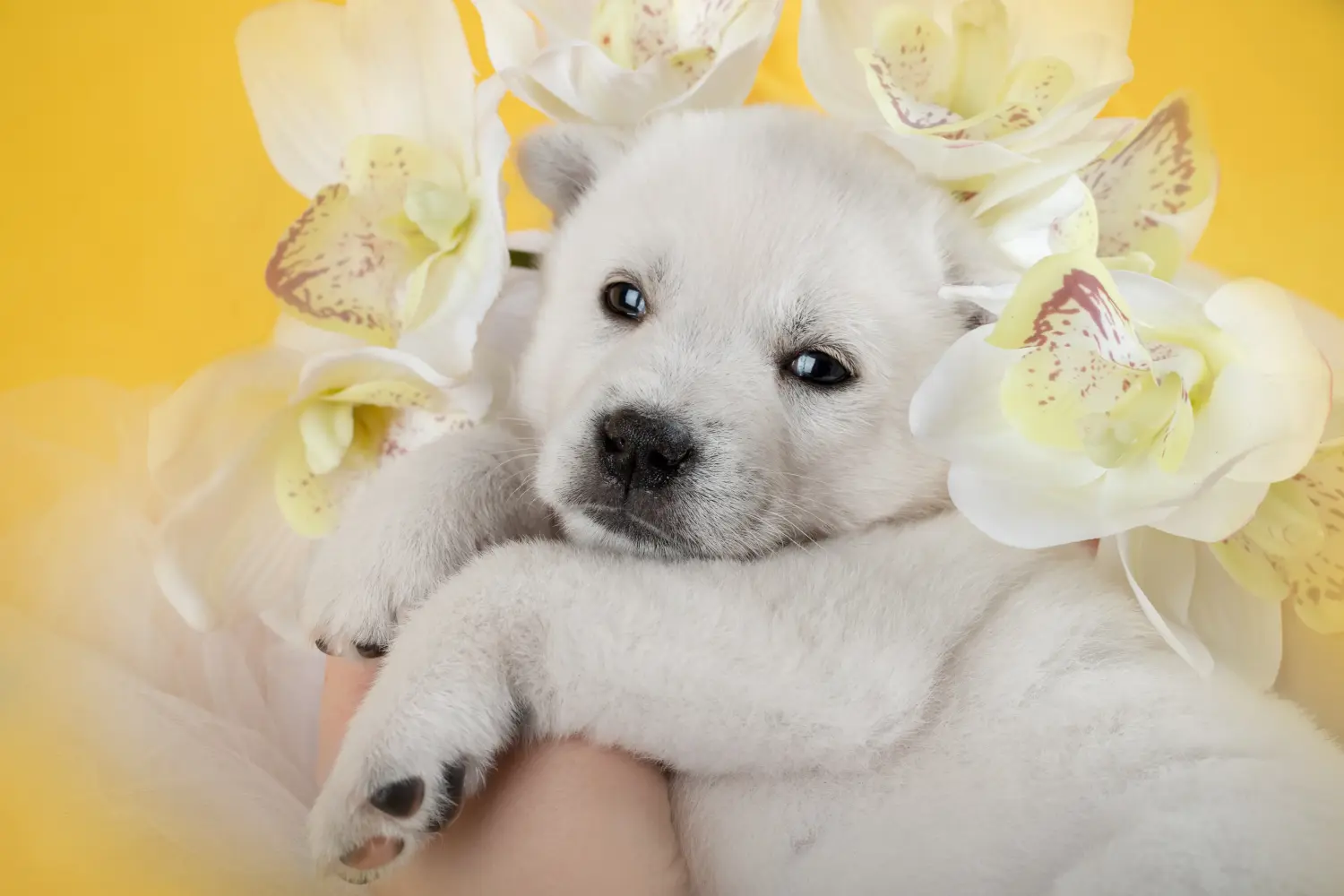 Buying a Kishu puppy means taking responsibility! Buy Kishu puppies.
