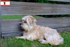 Read more about the article Kyi Leo breeder and puppies in Berlin