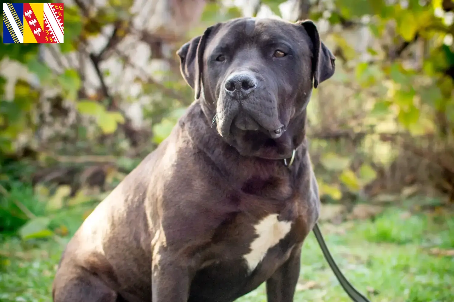 Labrastaff puppies and breeder Grand Est Find Labrastaff breeders in Grand Est here.