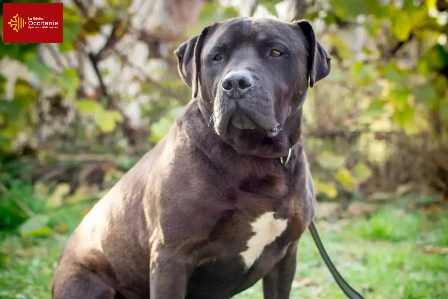 Labrastaff puppies and breeders Occitania Here you can find Labrastaff breeders in Occitania.