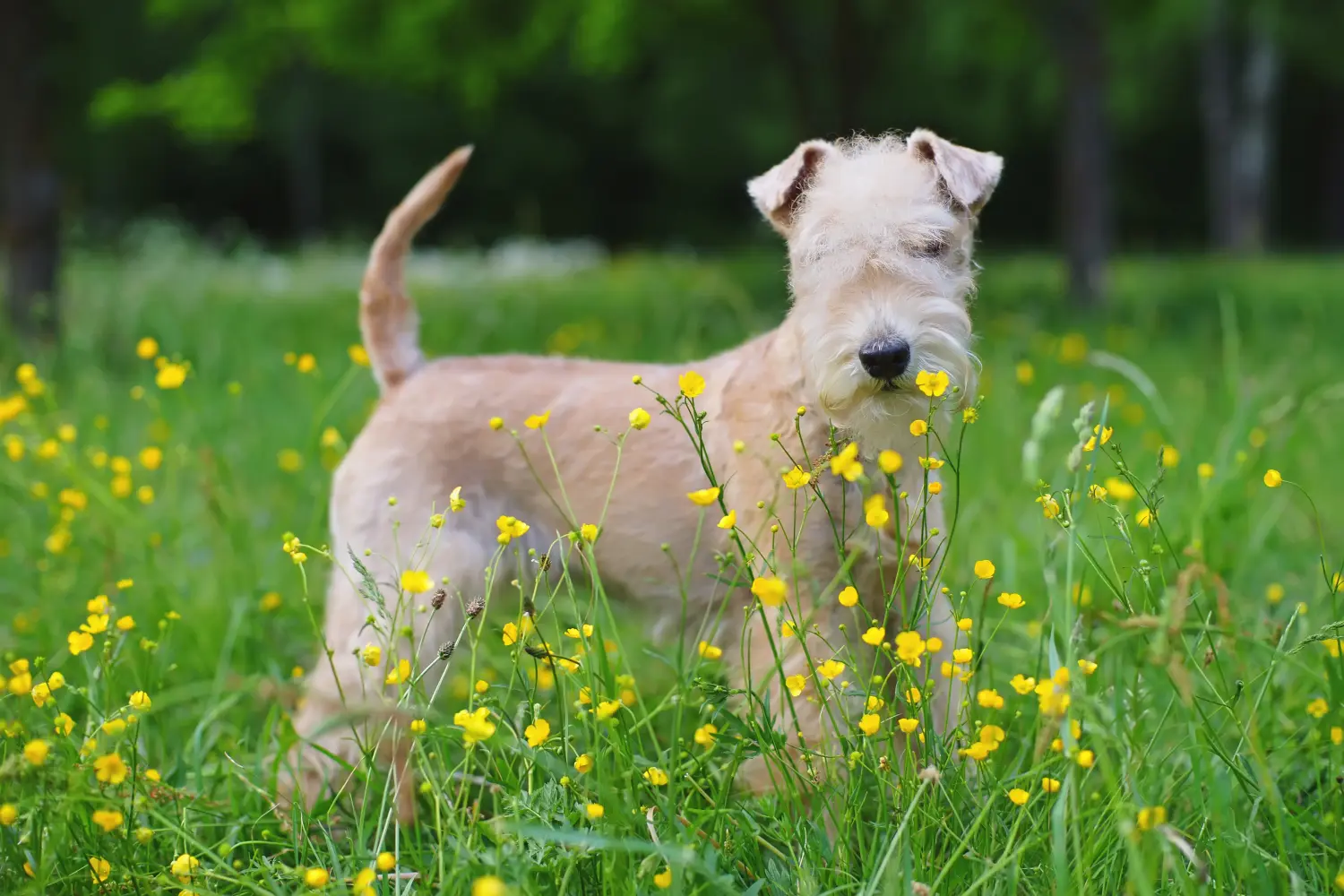 Buying a Lakeland Terrier puppy means taking responsibility! Buy Lakeland Terrier puppies.