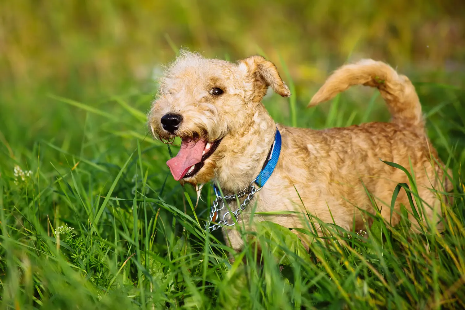 Buying a Lakeland Terrier puppy means taking responsibility! Buy Lakeland Terrier puppies.