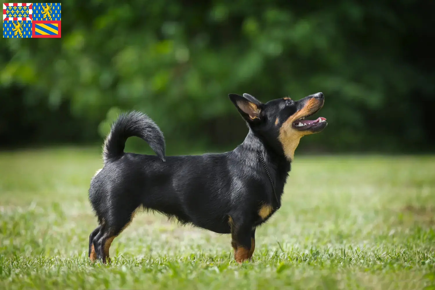 Read more about the article Lancashire Heeler breeders and puppies in Bourgogne-Franche-Comté