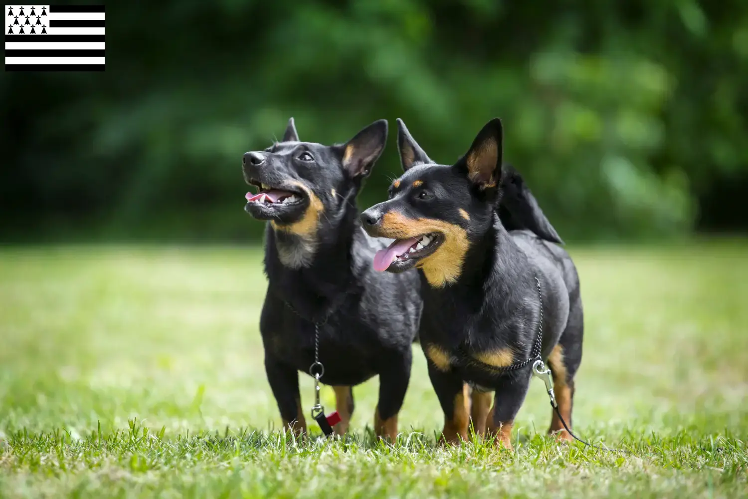 Read more about the article Lancashire Heeler breeders and puppies in Brittany