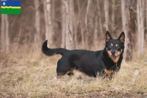 Read more about the article Lancashire Heeler breeders and puppies in Flevoland