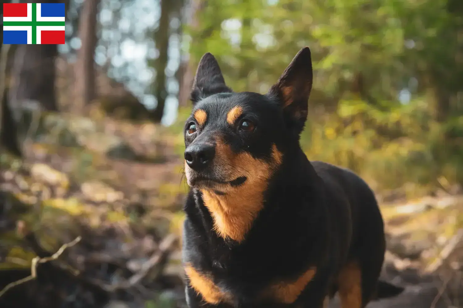 Read more about the article Lancashire Heeler breeders and puppies in Groningen