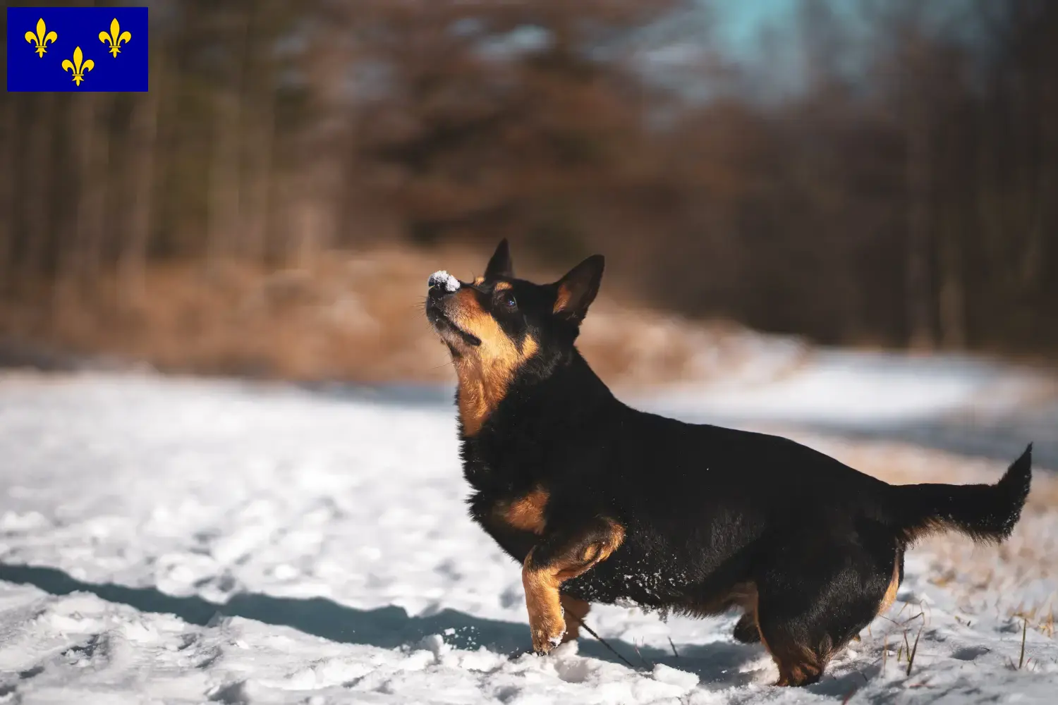 Read more about the article Lancashire Heeler breeders and puppies in Île-de-France