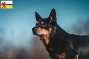 Read more about the article Lancashire Heeler breeders and puppies in Limburg