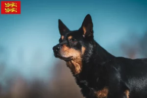Read more about the article Lancashire Heeler breeders and puppies in Normandy