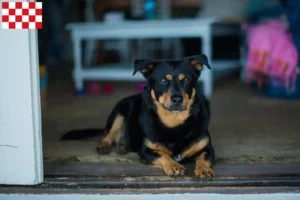 Read more about the article Lancashire Heeler breeders and puppies in North Brabant