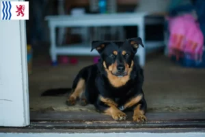 Read more about the article Lancashire Heeler breeders and puppies in Nouvelle-Aquitaine