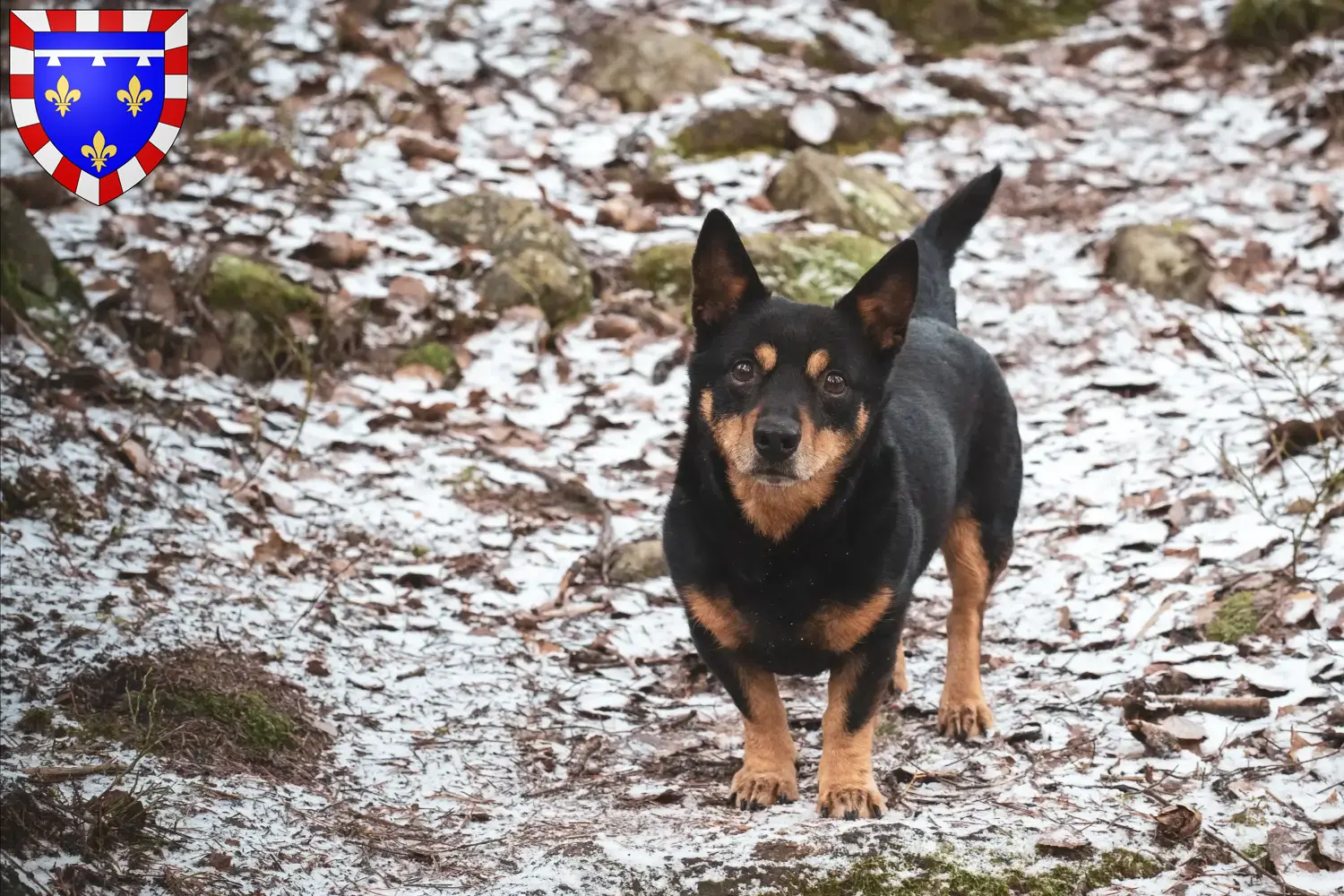 Read more about the article Lancashire Heeler breeders and puppies in Centre-Val de Loire