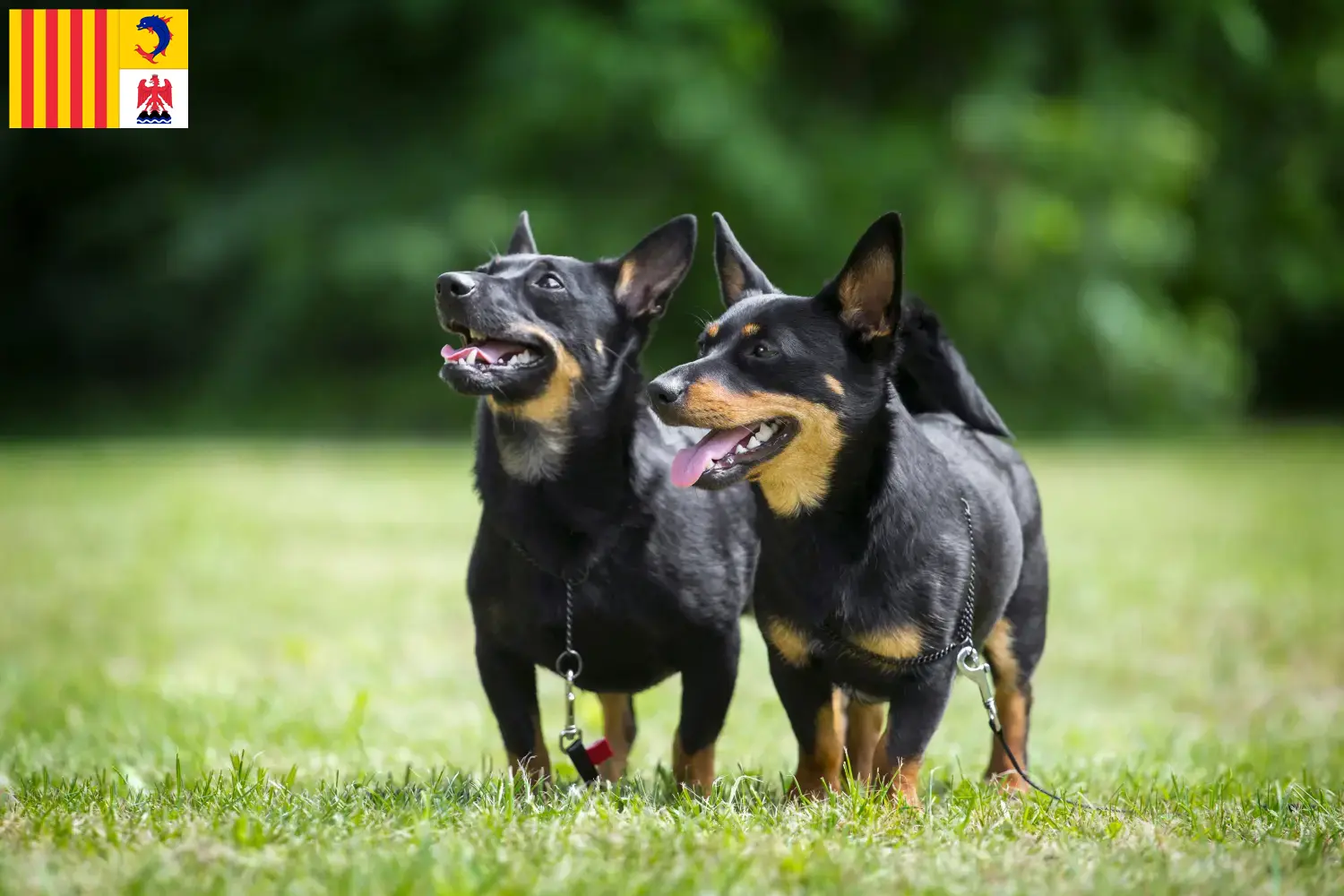 Read more about the article Lancashire Heeler breeders and puppies in Provence-Alpes-Côte d’Azur