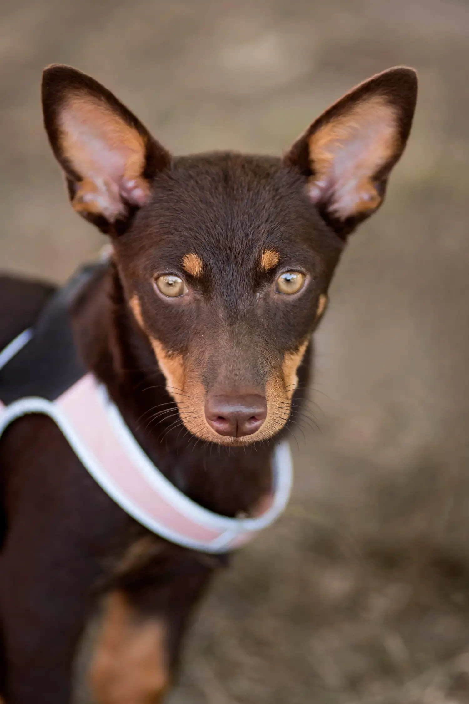 Buying a Lancashire Heeler puppy means taking responsibility! Buy Lancashire Heeler puppies.