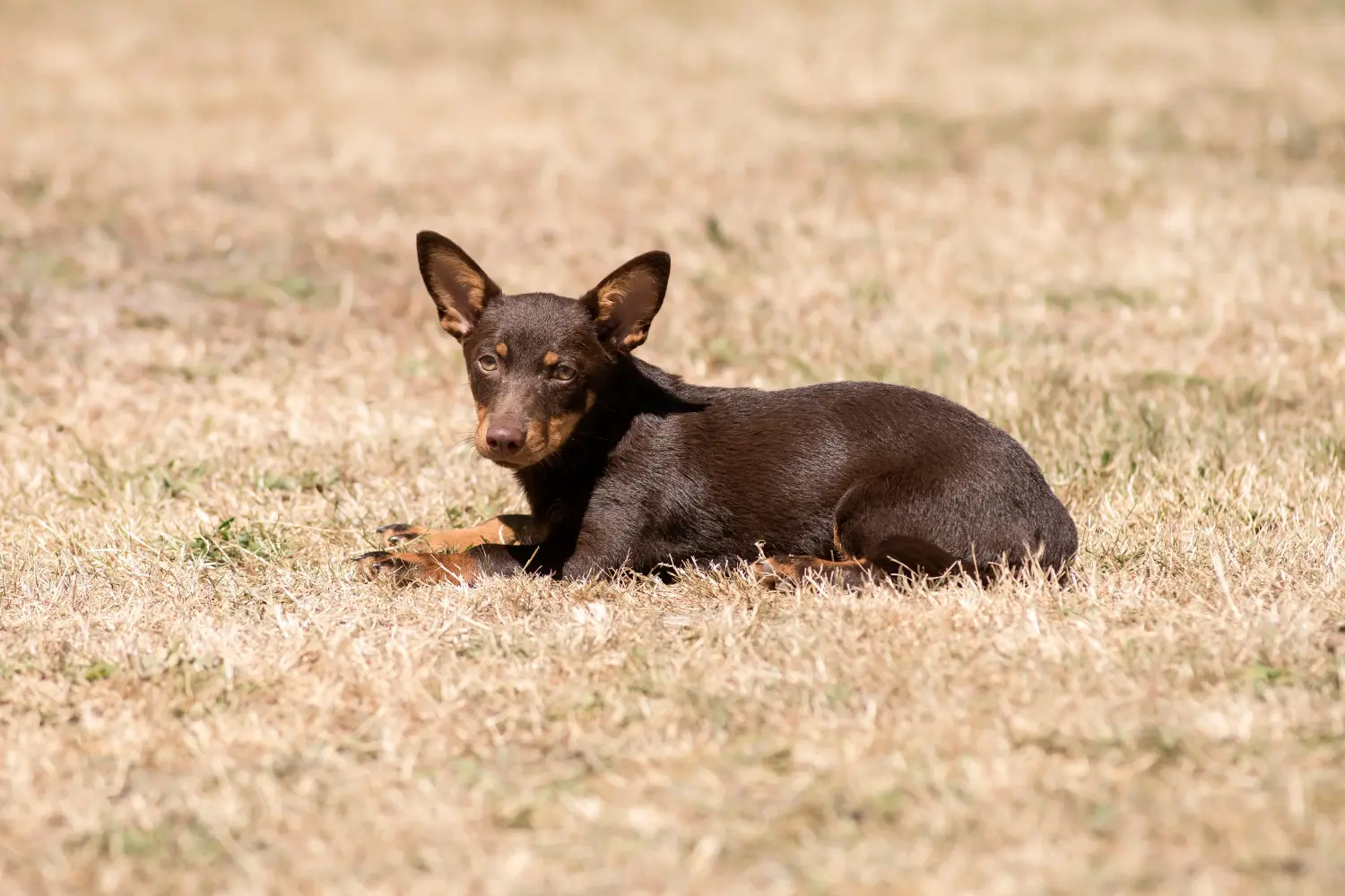 Buying a Lancashire Heeler puppy means taking responsibility! Buy Lancashire Heeler puppies.