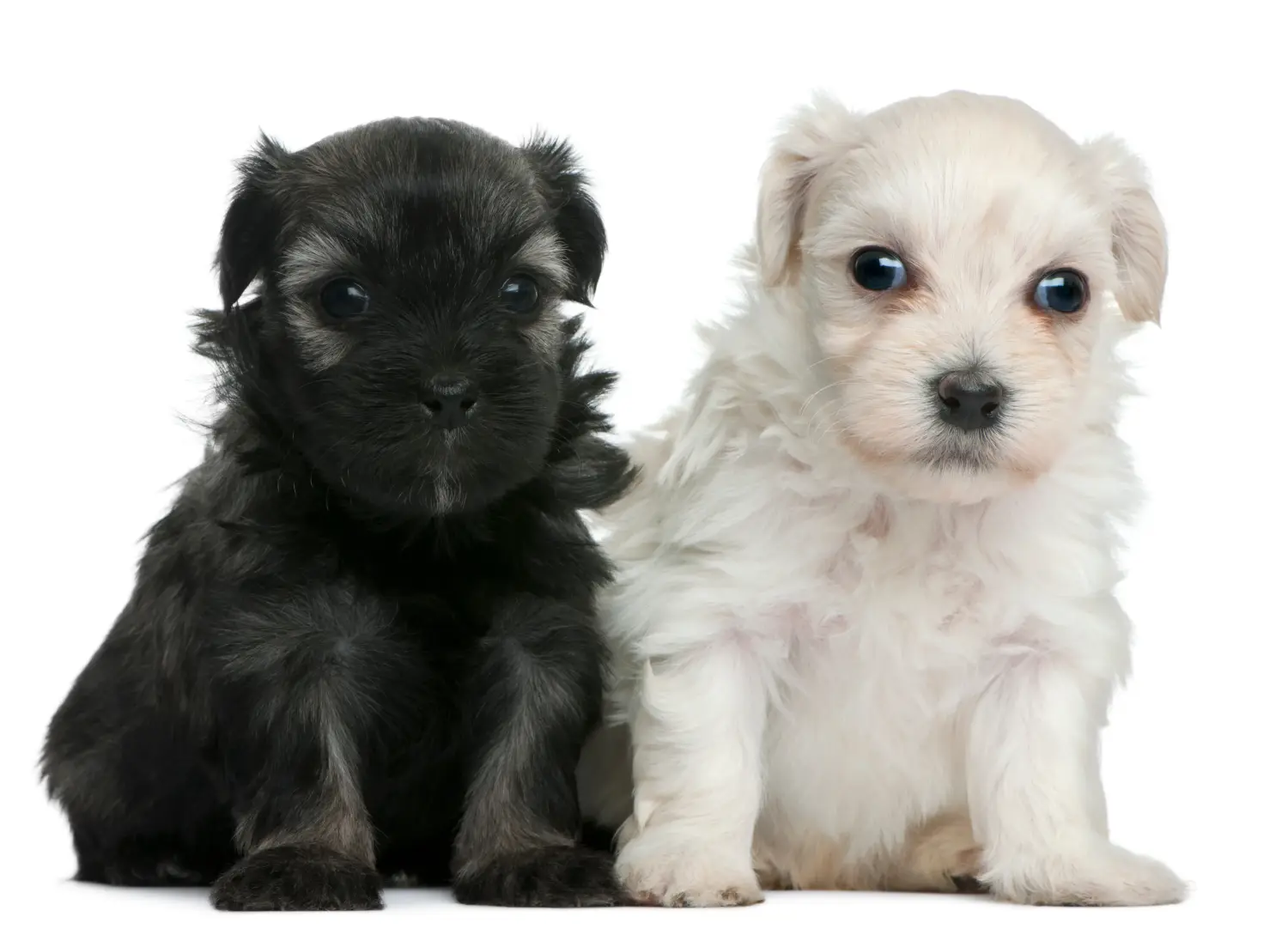 Buying a Löwchen puppy means taking responsibility! Buy lion puppies.
