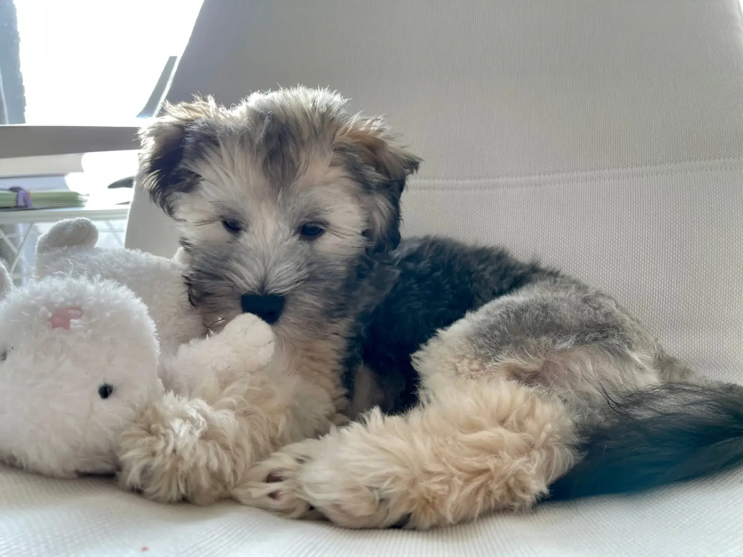 Buying a Löwchen puppy means taking responsibility! Buy lion puppies.