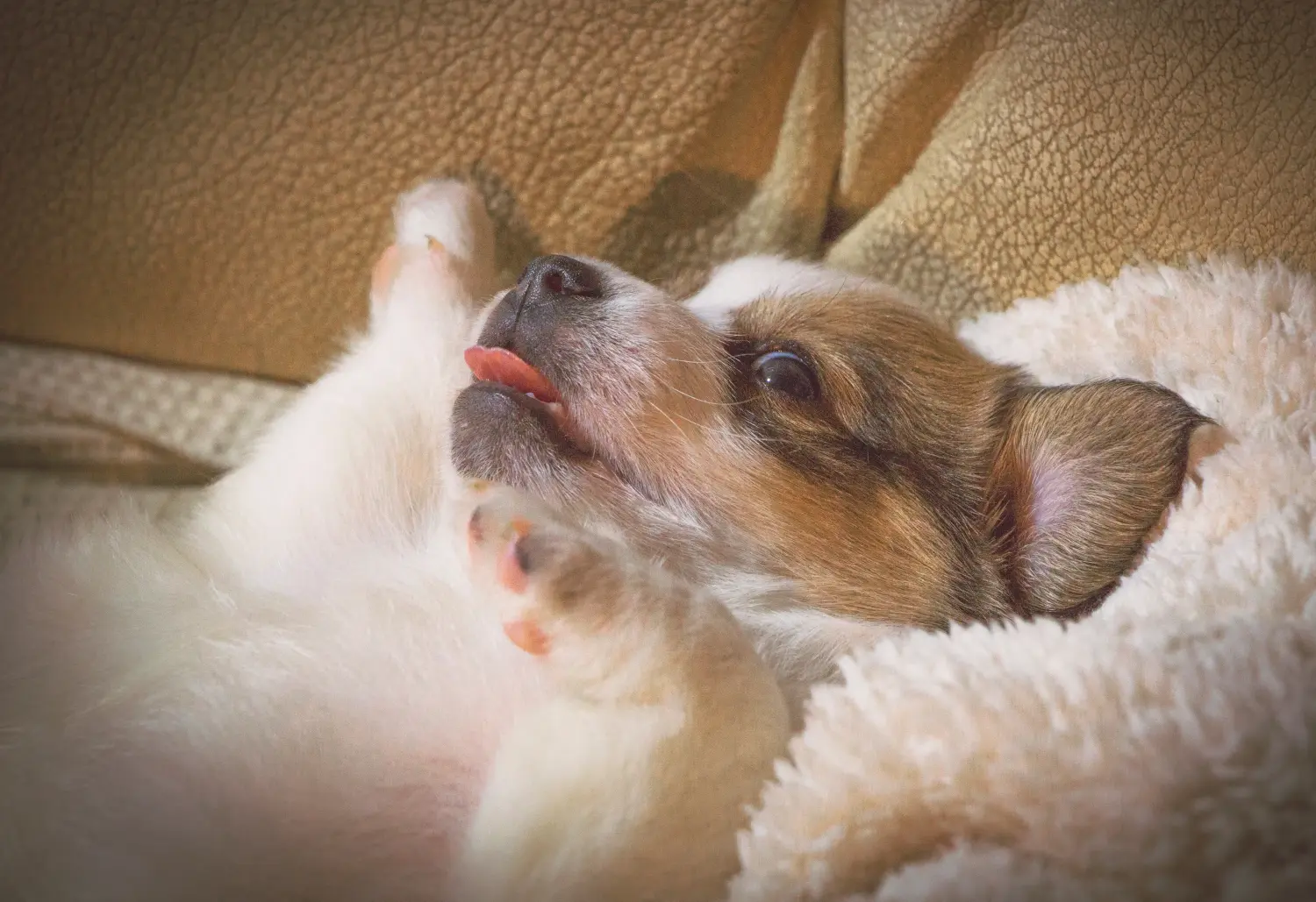 Buying a Löwchen puppy means taking responsibility! Buy lion puppies.