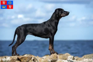 Read more about the article Louisiana Catahoula Leopard Dog breeder and puppies in Hradec Králové