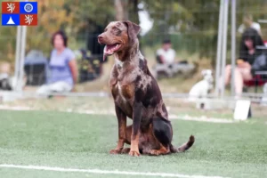 Read more about the article Louisiana Catahoula Leopard Dog breeder and puppies in Liberec