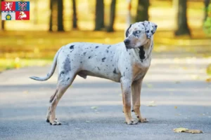 Read more about the article Louisiana Catahoula Leopard Dog breeder and puppies in Pardubice