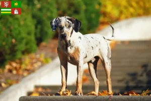 Read more about the article Louisiana Catahoula Leopard Dog breeder and puppies in Pilsen