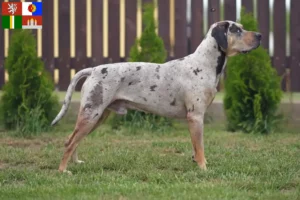 Read more about the article Louisiana Catahoula Leopard Dog Breeder and Puppies in South Bohemia