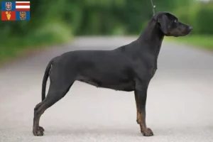 Read more about the article Louisiana Catahoula Leopard Dog Breeder and Puppies in South Moravia