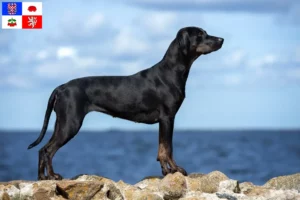 Read more about the article Louisiana Catahoula Leopard Dog breeder and puppies in Vysočina