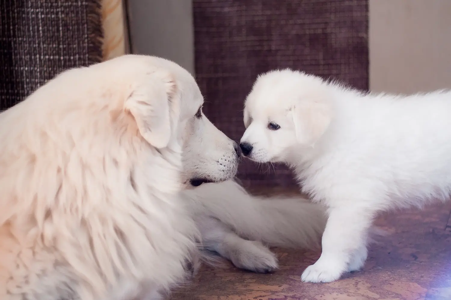 Buying a Maremma Abruzzo Sheepdog puppy means taking responsibility! Buy Maremma Abruzzo Sheepdog puppies.